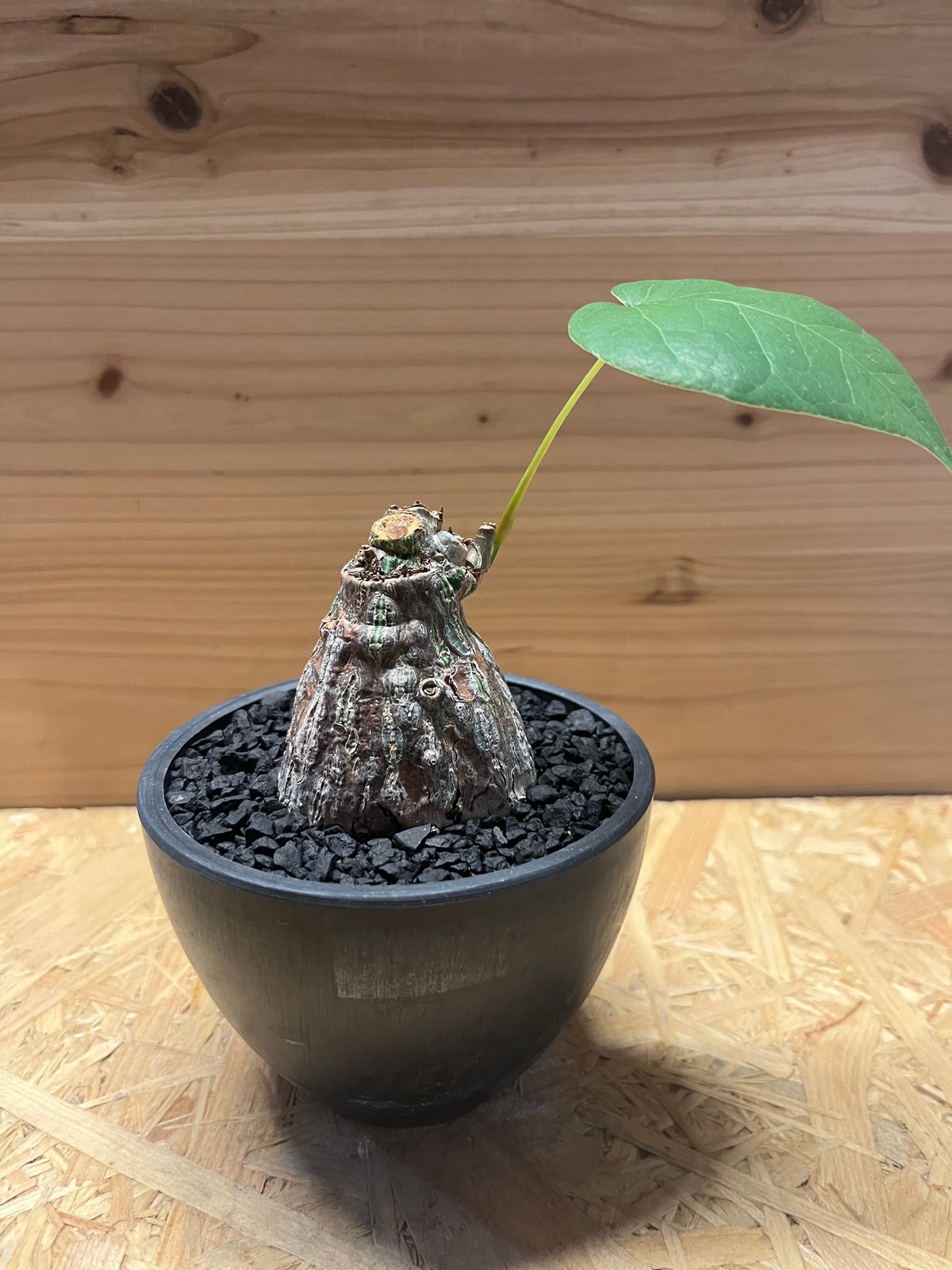 プセウドボンバックス エリプティクム | GREEN LUCK 