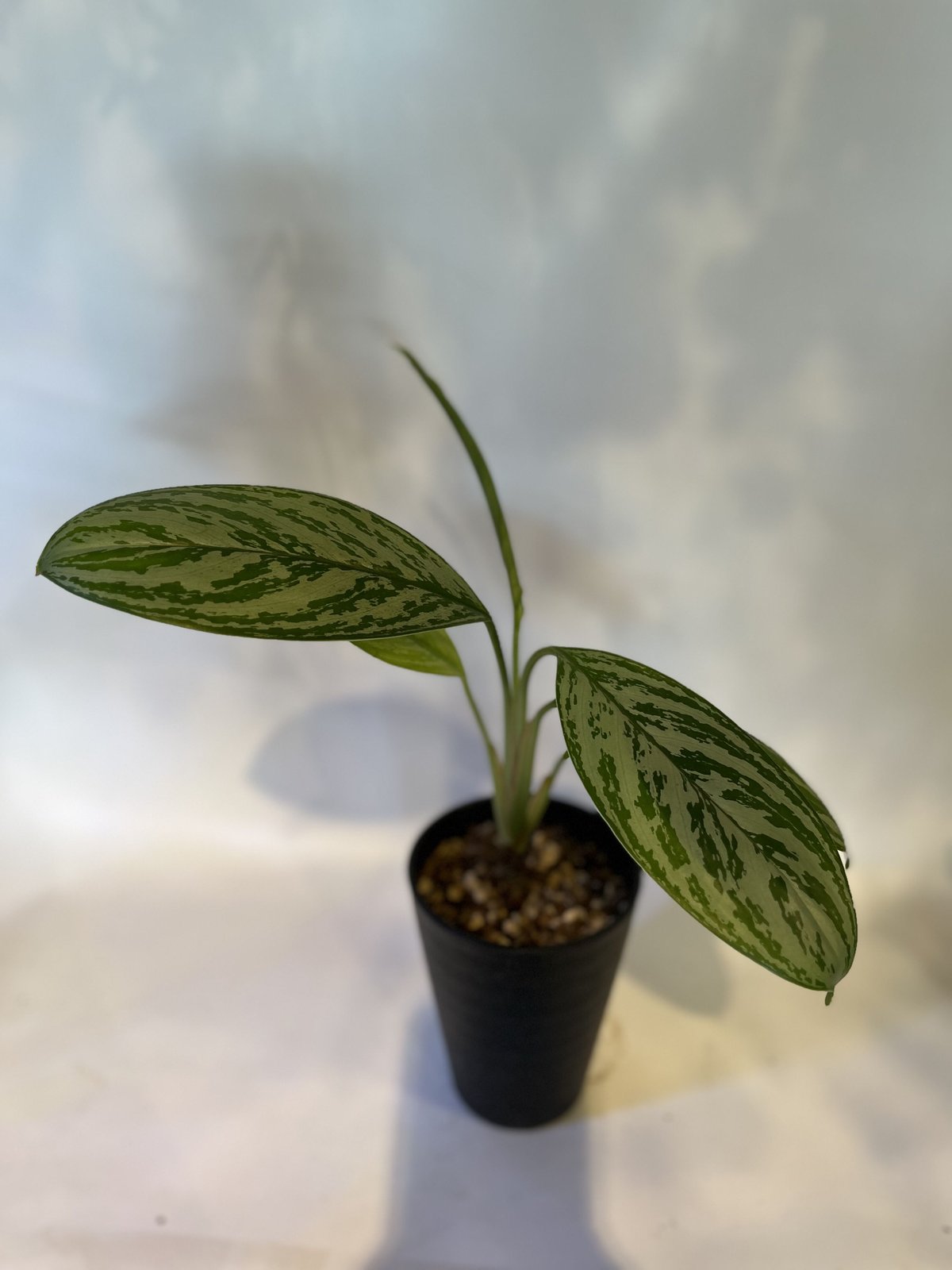 アグラオネマ ニティドゥム カーティシー 山採り株 | GREEN LUCK