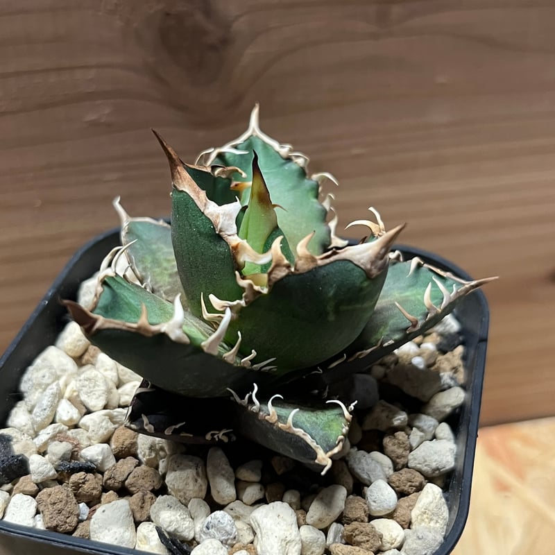 アガベ ゴリ猫 特選極上子株!アガベ チタノタ ゴリ猫 （Agave） 【公式通販】