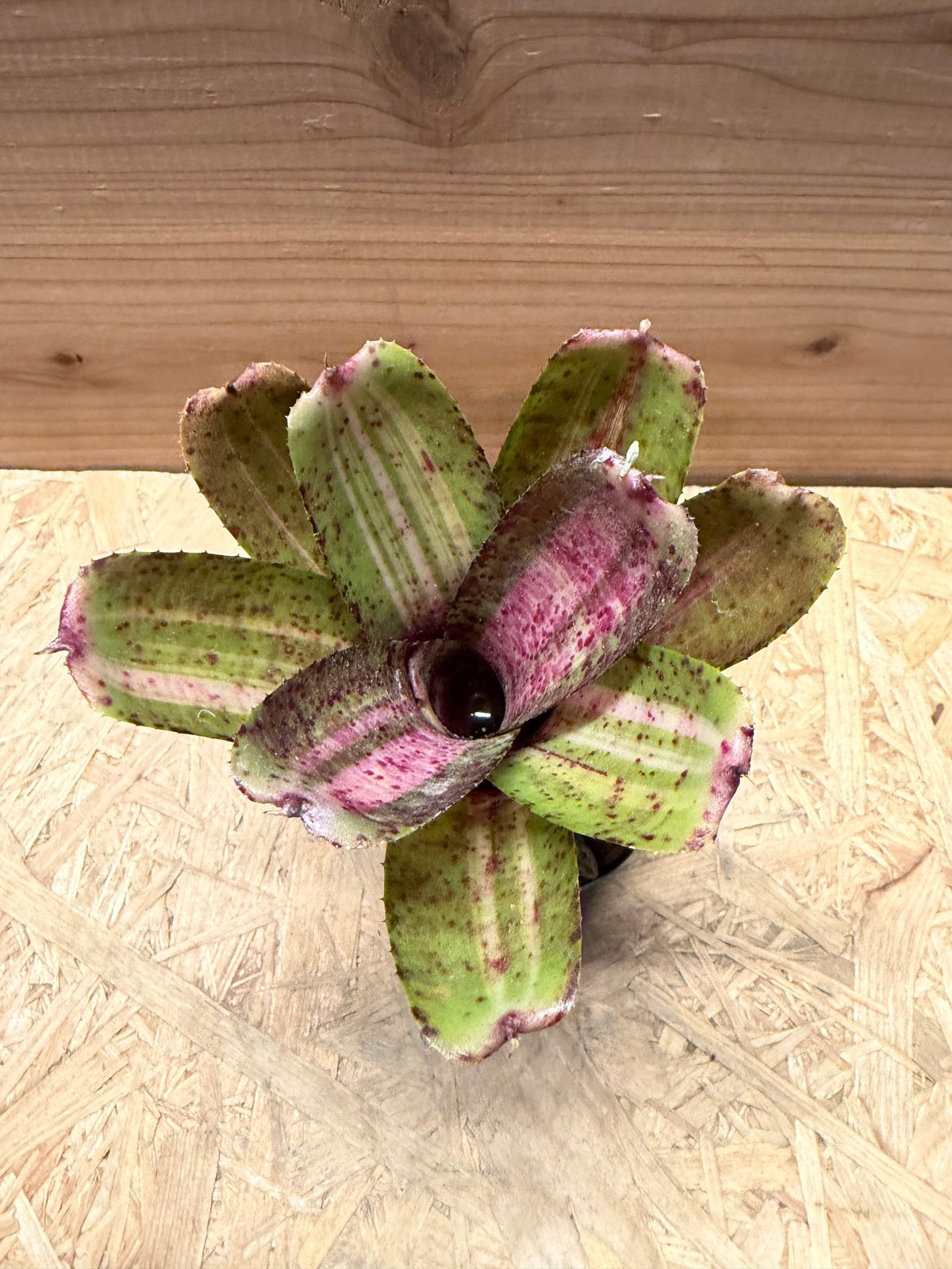 Pof］Neoregelia 'Doo-Wop' variegata ネオレゲリア・ドゥーワップ