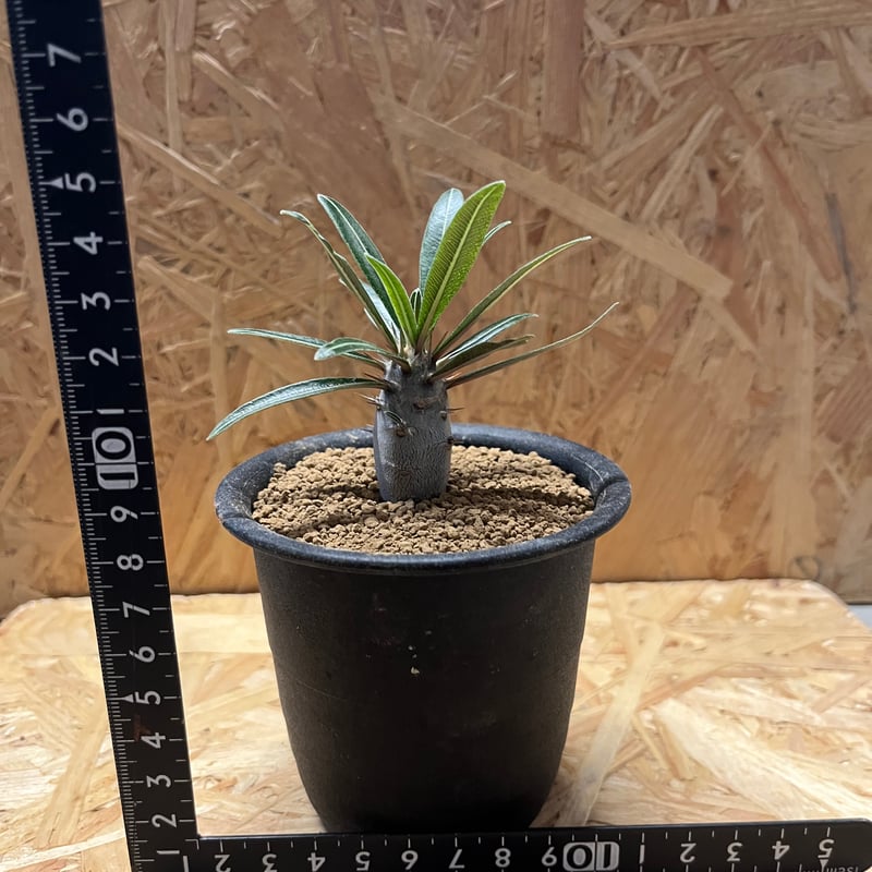 パキポディウム　カクチペス　観葉植物 パキポディウム カクチペス | GREEN LUCK