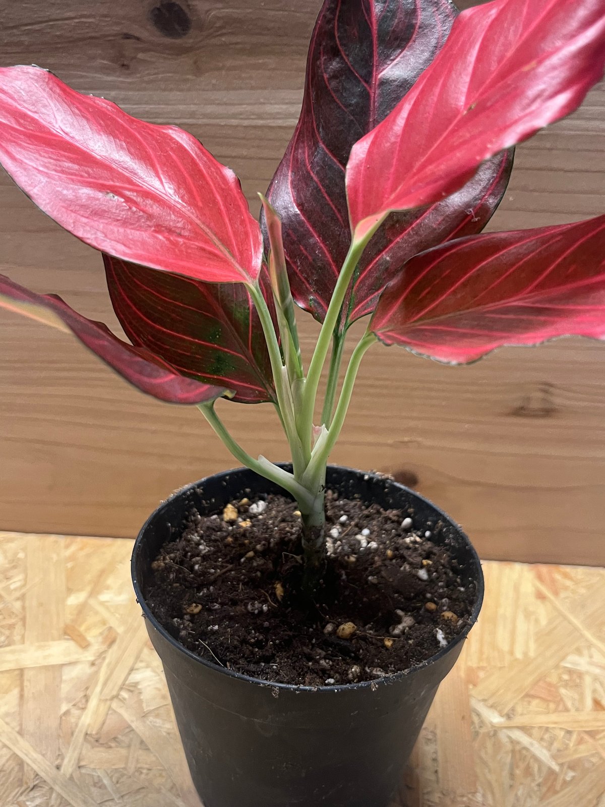 アグラオネマ レッドベイン | GREEN LUCK