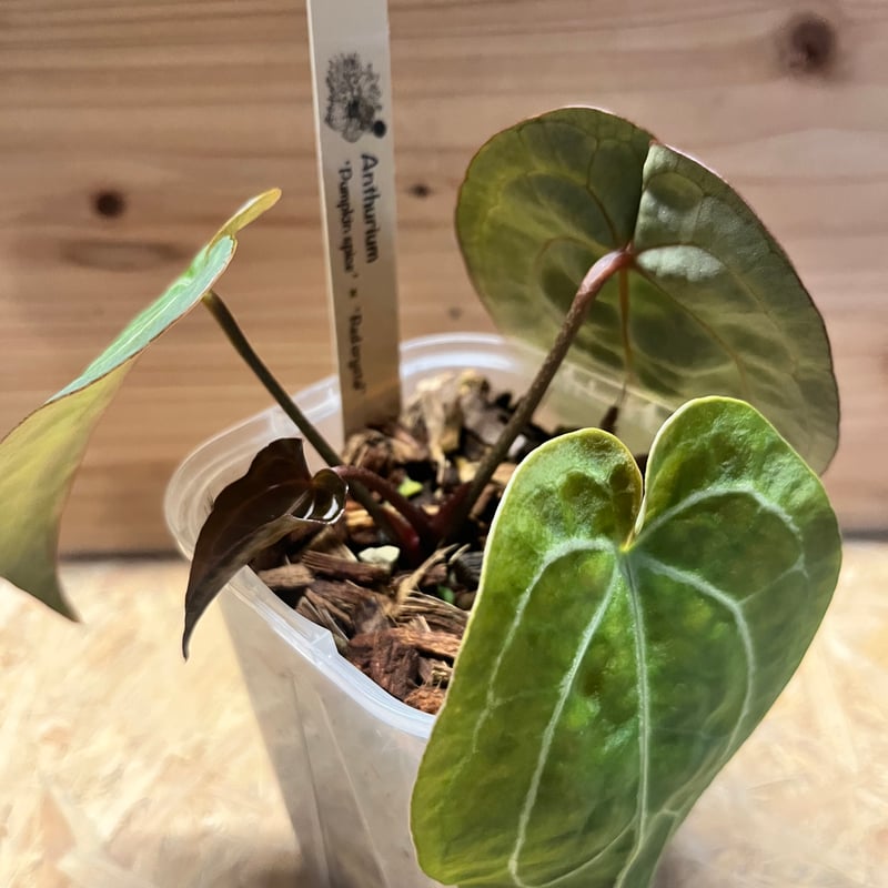 アンスリウム パンプキンスパイス×レッドクリスタル | GREEN LUCK