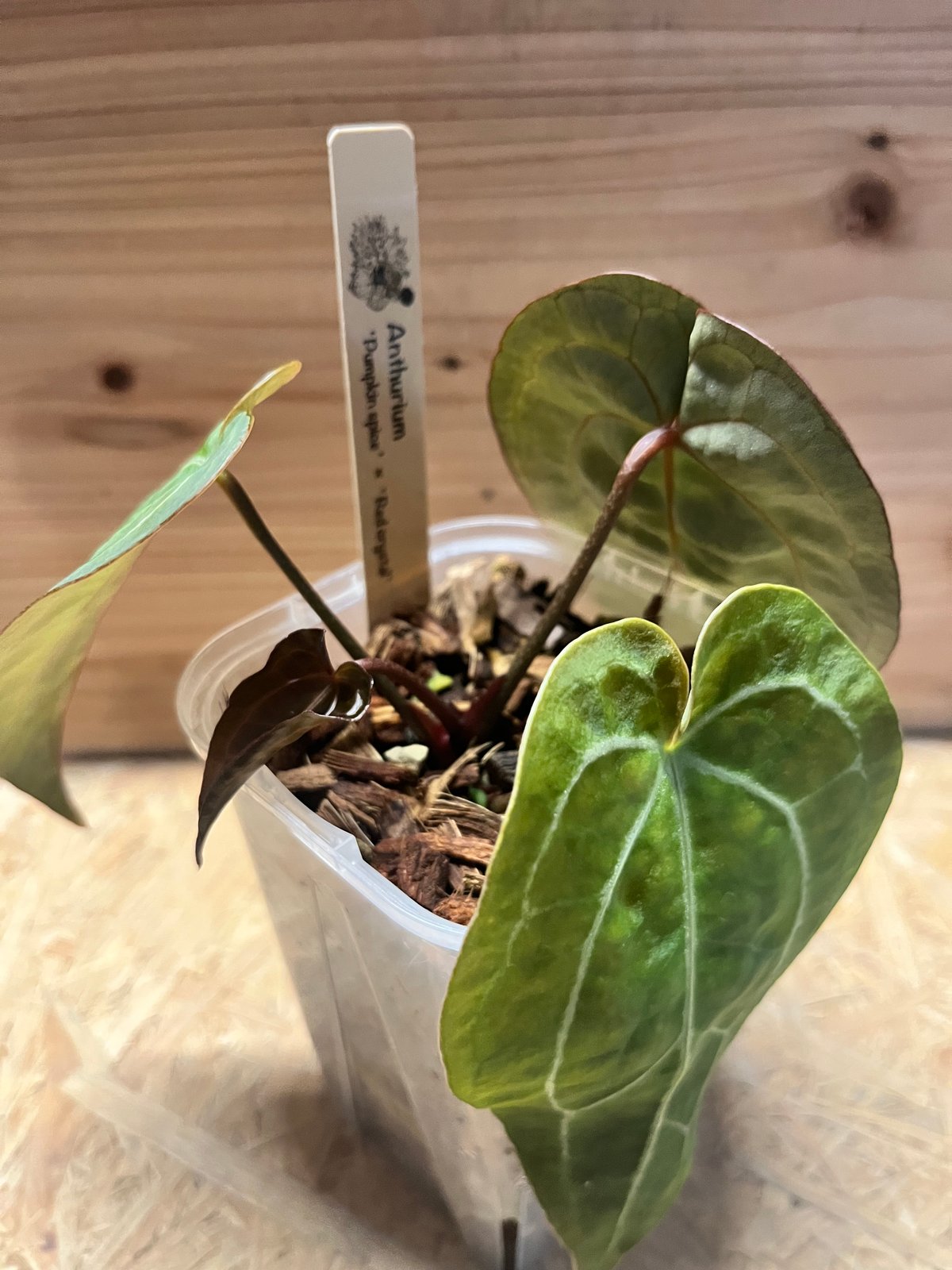 アンスリウム パンプキンスパイス×レッドクリスタル | GREEN LUCK