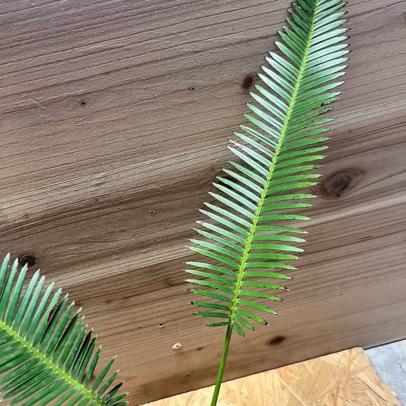 ディオーン　エデュレ fit=scale-down,w=1200