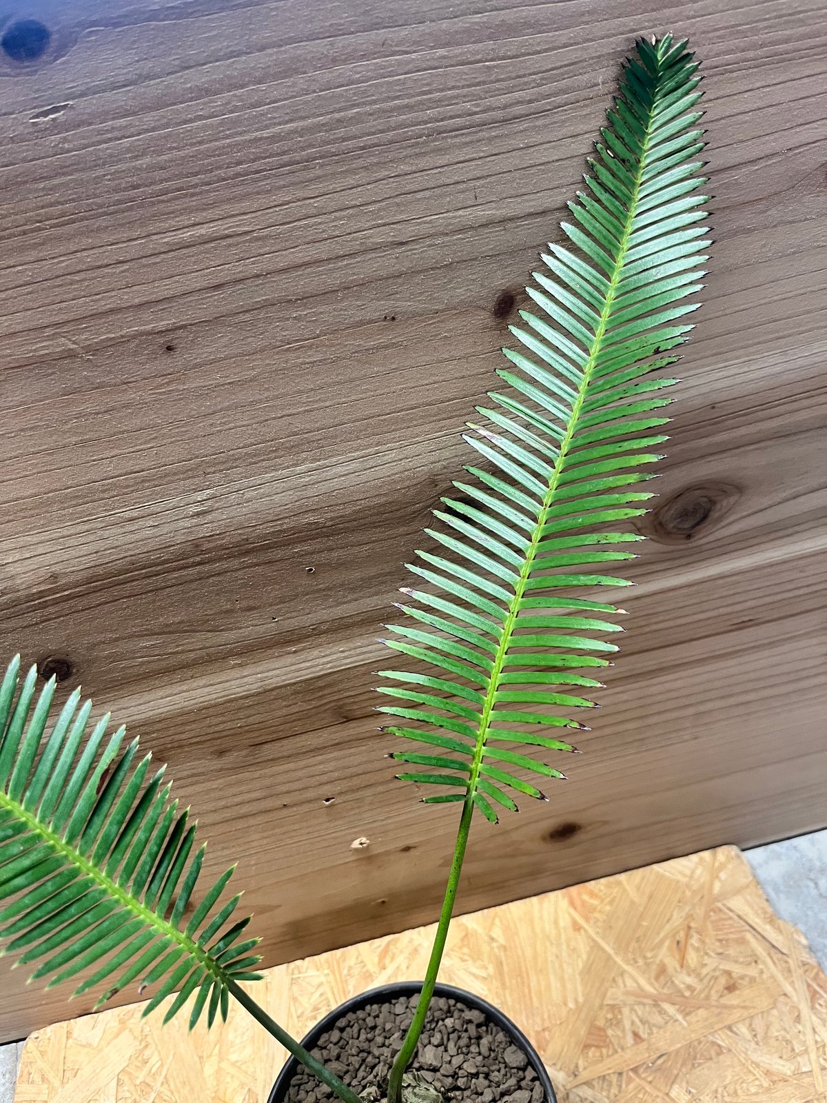 ディオーン エデュレ | GREEN LUCK