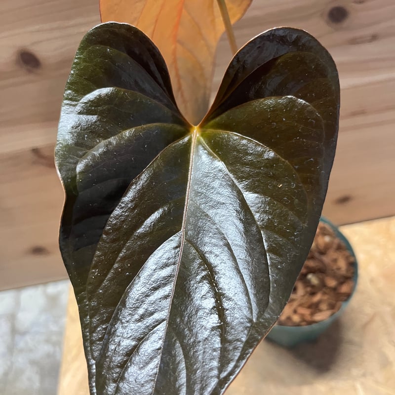 【未使用】アンジェラチャンパーニャ ROSARIUM ロザリウム アンスリウム チャンベラルニアナム ロムズレッド | GREEN LUCK