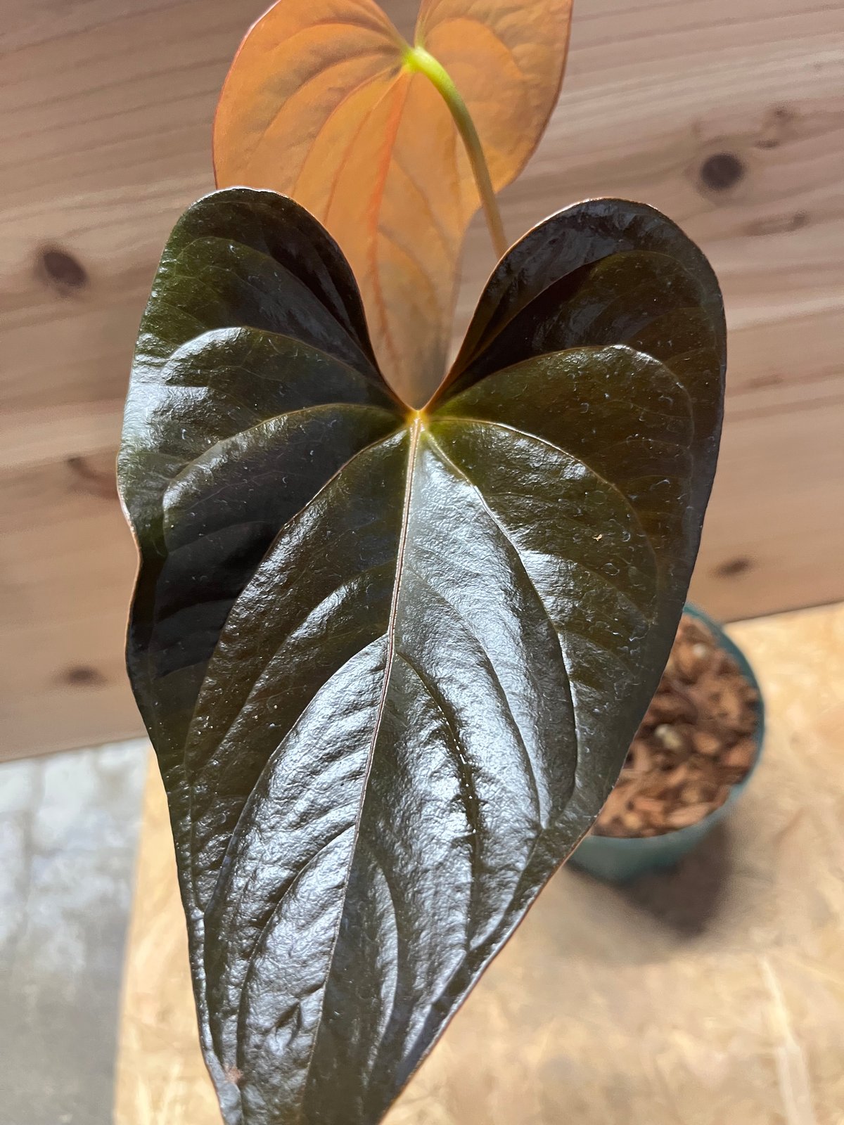 アンスリウム チャンベラニアナム 'ロムズレッド' | GREEN LUCK