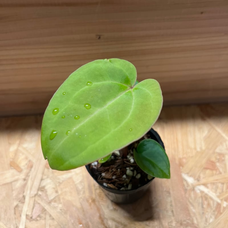 アンスリウム ハイブリッド aff.Besseae×Magnificum Verde | GR アンスリウム ハイブリッド aff.Besseae×Magnificum Verde | GR