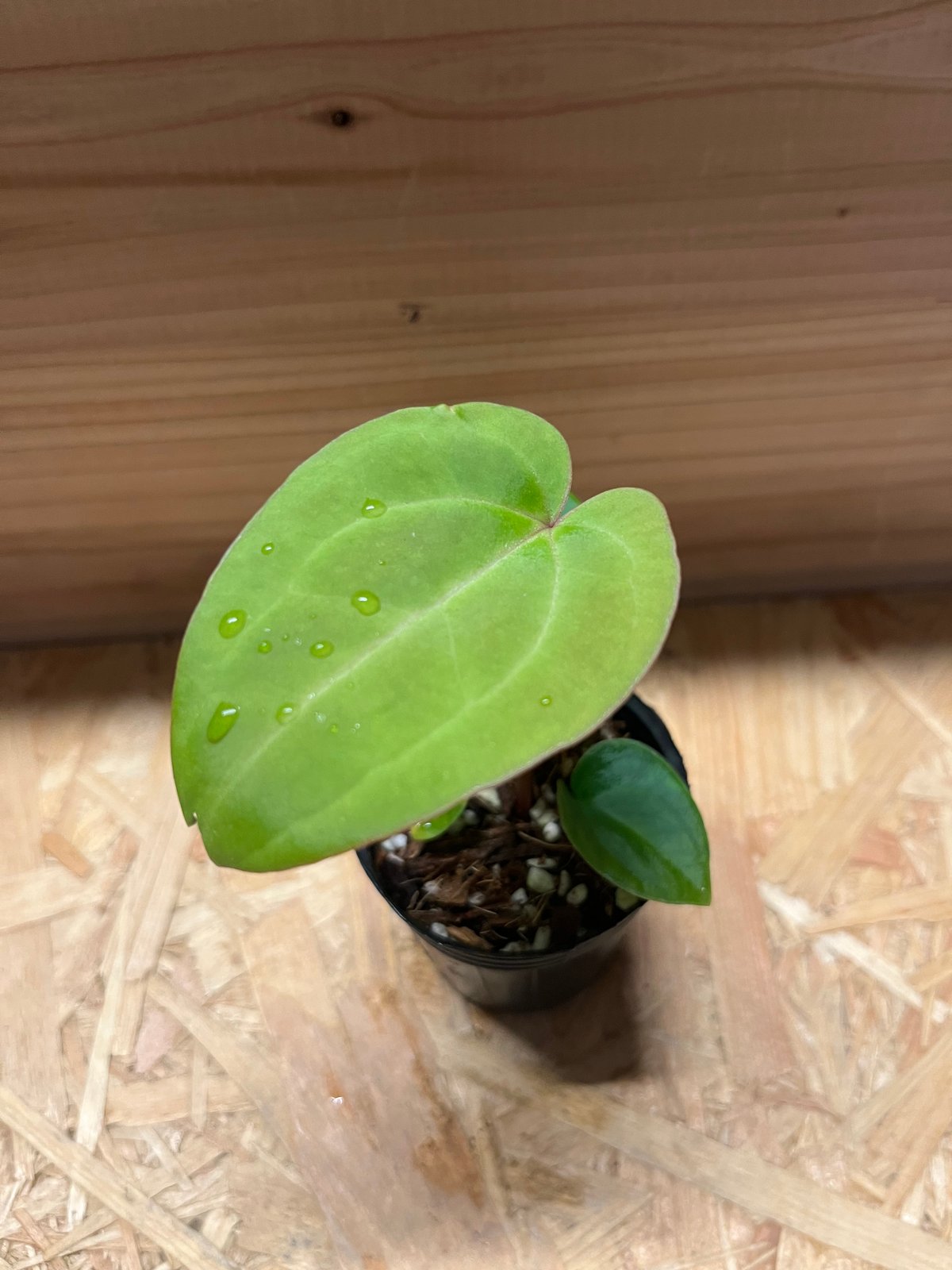 アンスリウム ハイブリッド aff.Besseae×Magnificum Verde | GR アンスリウム ハイブリッド aff.Besseae×Magnificum Verde | GR