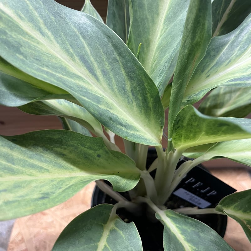 アグラオネマ M】アグラオネマ ミルキーウェイ /Aglaonema milky way ※陶器鉢付き