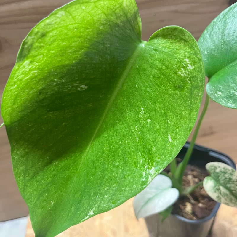 モンステラ デリシオーサ ホワイトモンスター | GREEN LUCK
