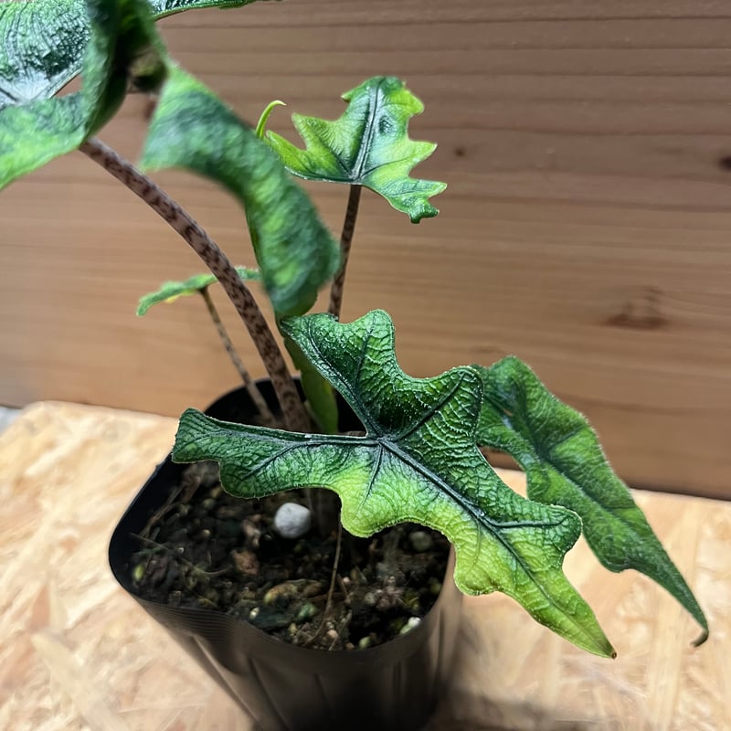 アロカシア ジャクリン | GREEN LUCK