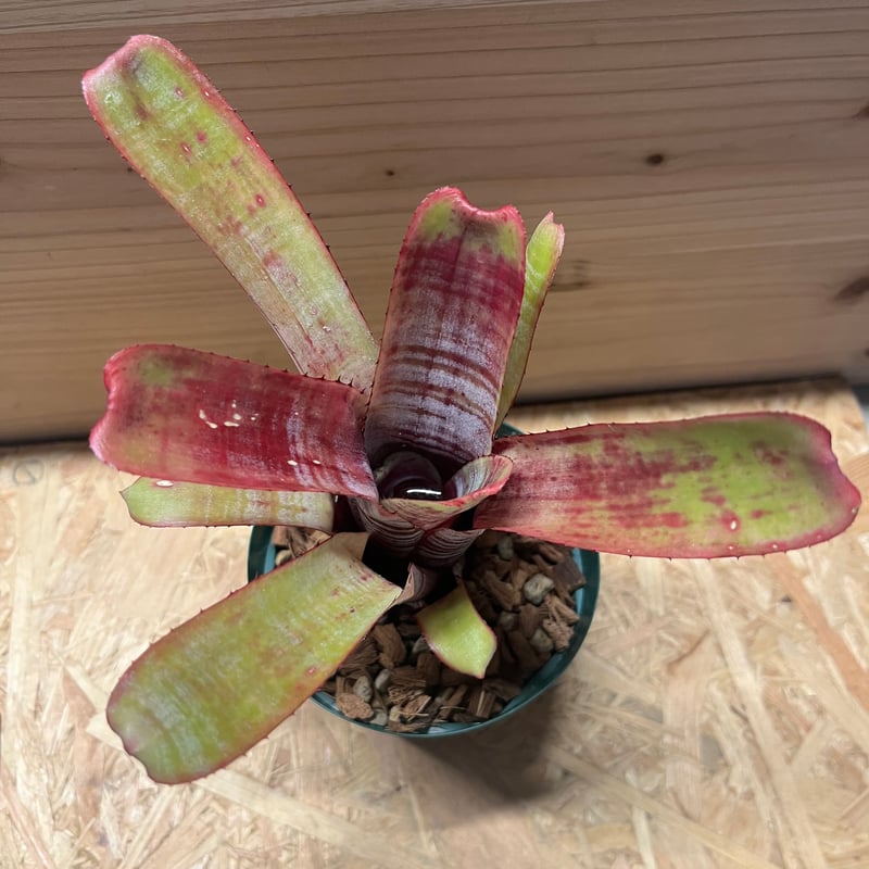 エクメア ヌディカウリス アクアリス | GREEN LUCK