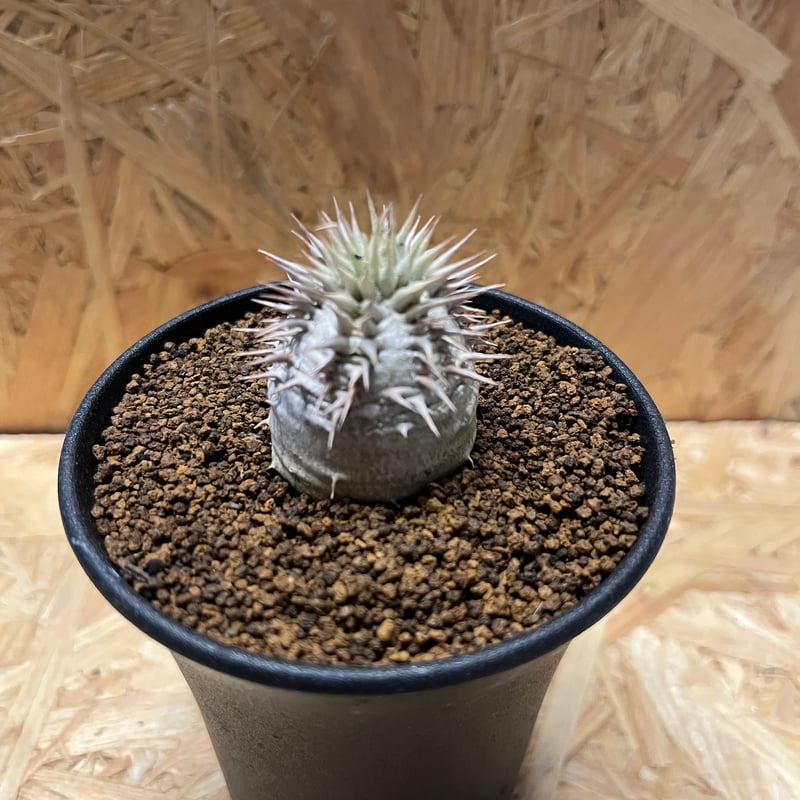 ◎パキポディウム デンシカウレ 恵比寿大黒 セット パキポディウム デンシカウレ 恵比寿大黒 | GREEN LUCK