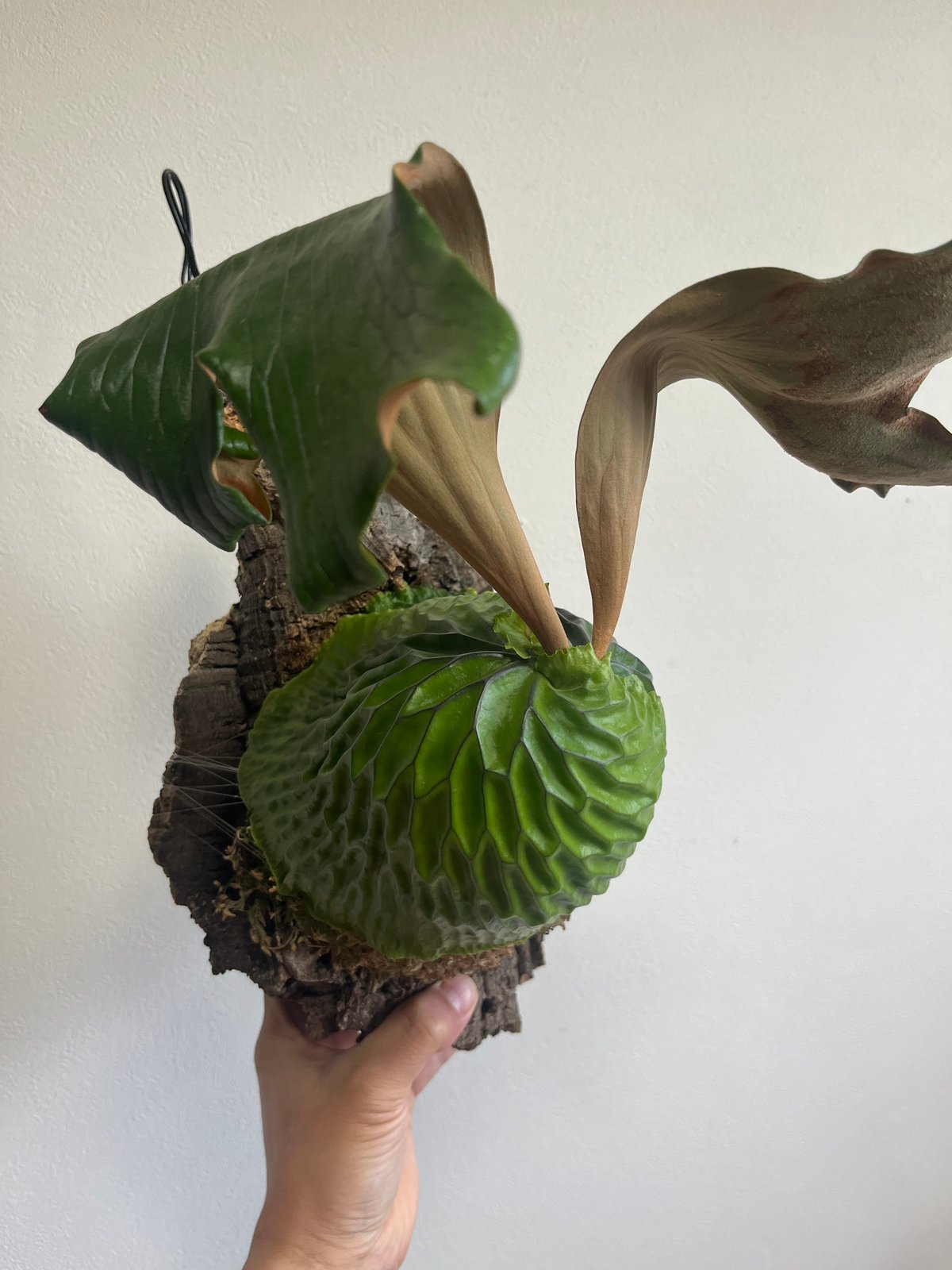 ビカクシダ madagascariense P．madagascariense ① マダガスカリエン