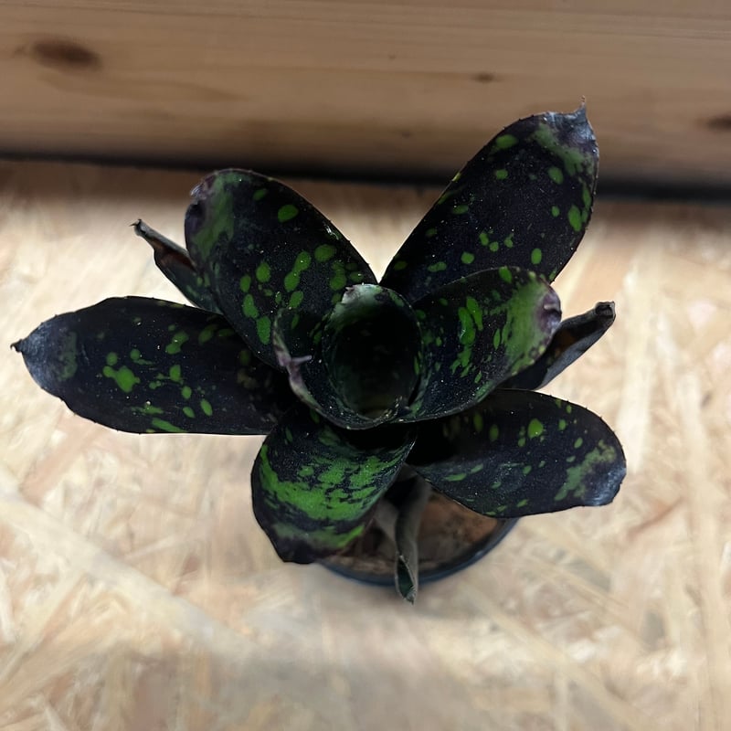 ネオレゲリア ノスフェラトゥ | GREEN LUCK