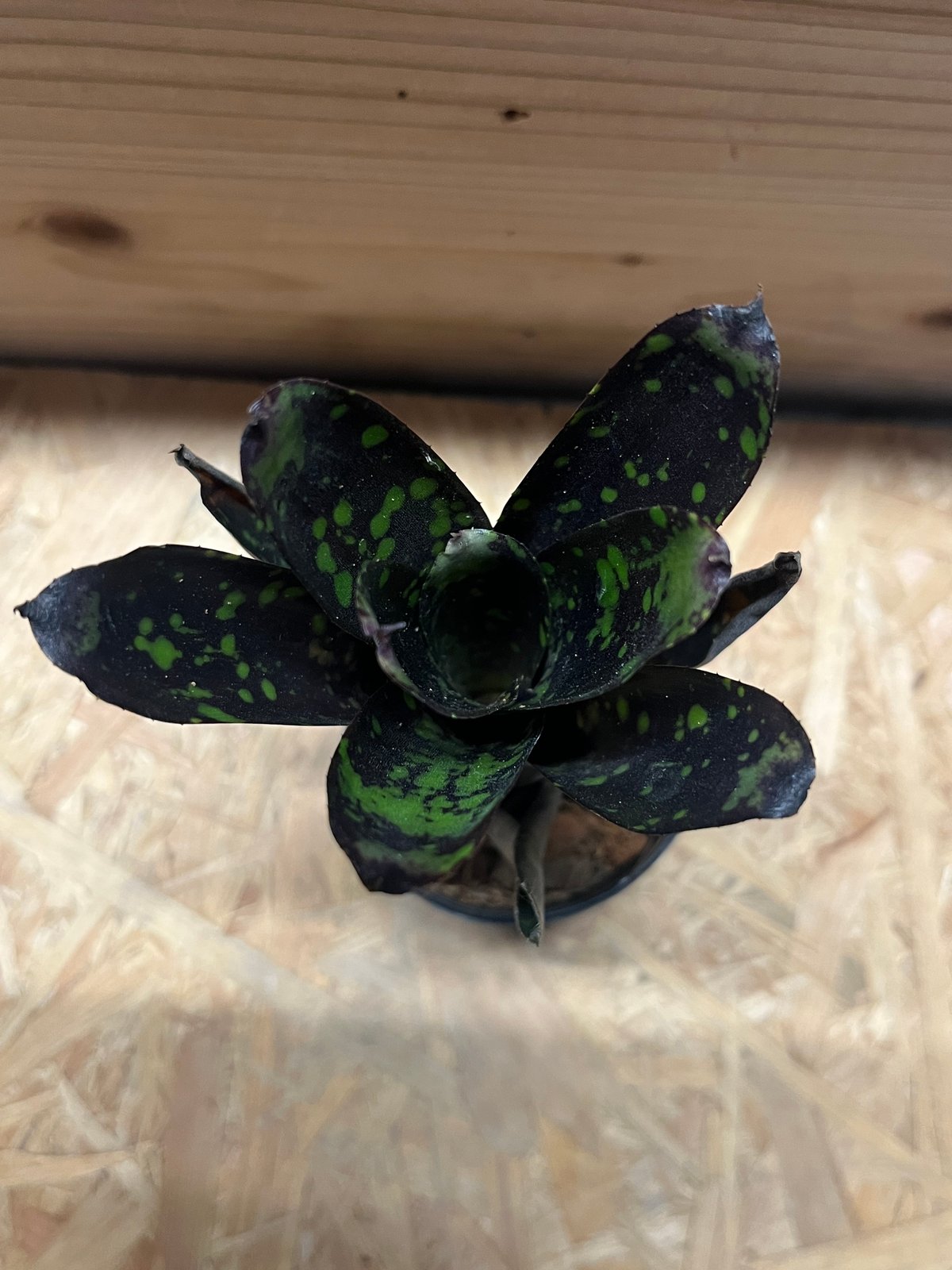 ネオレゲリア　ノスフェラトゥ ネオレゲリア ノスフェラトゥ | GREEN LUCK