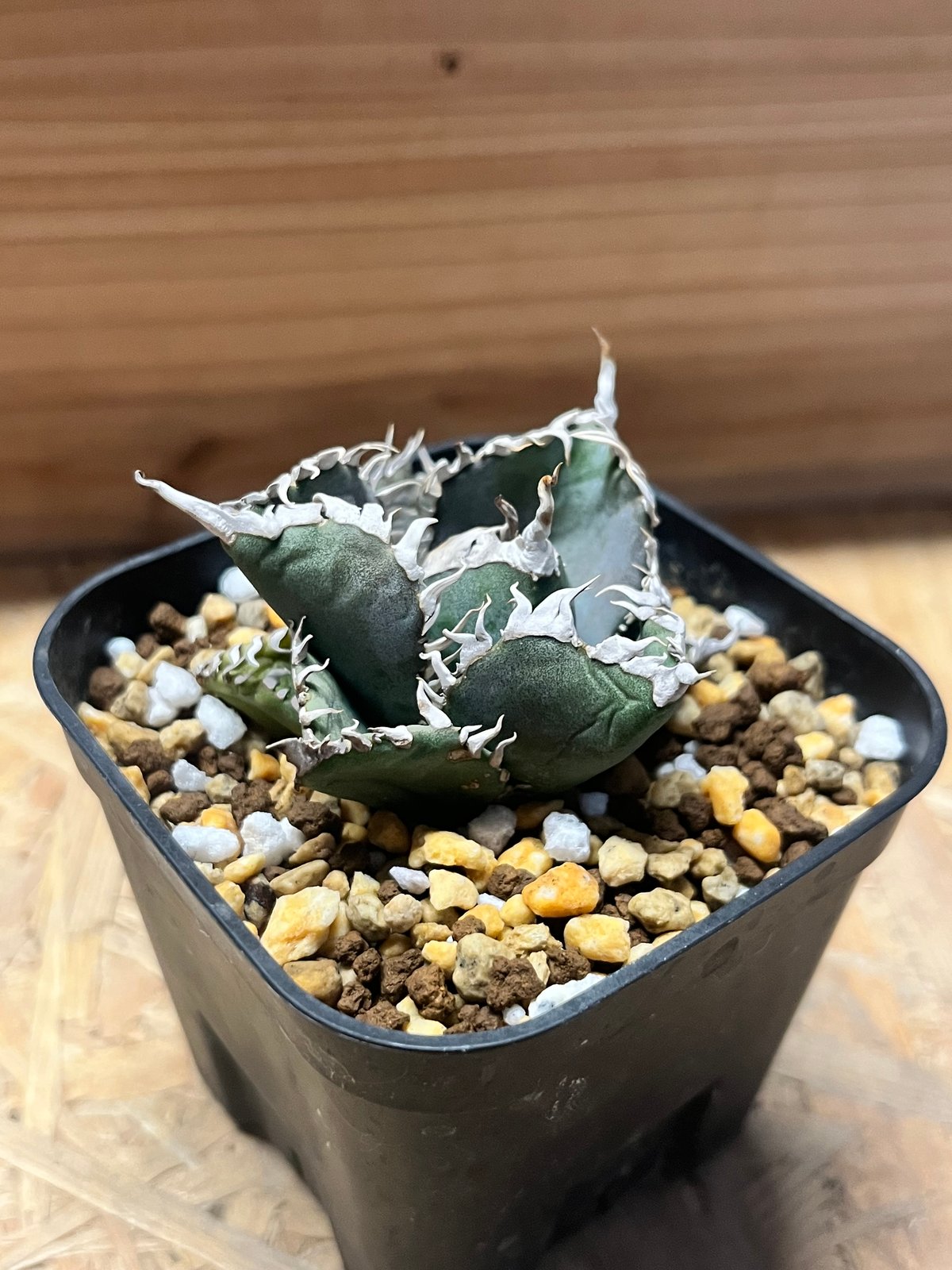 アガべ チタノタ '金剛' | GREEN LUCK