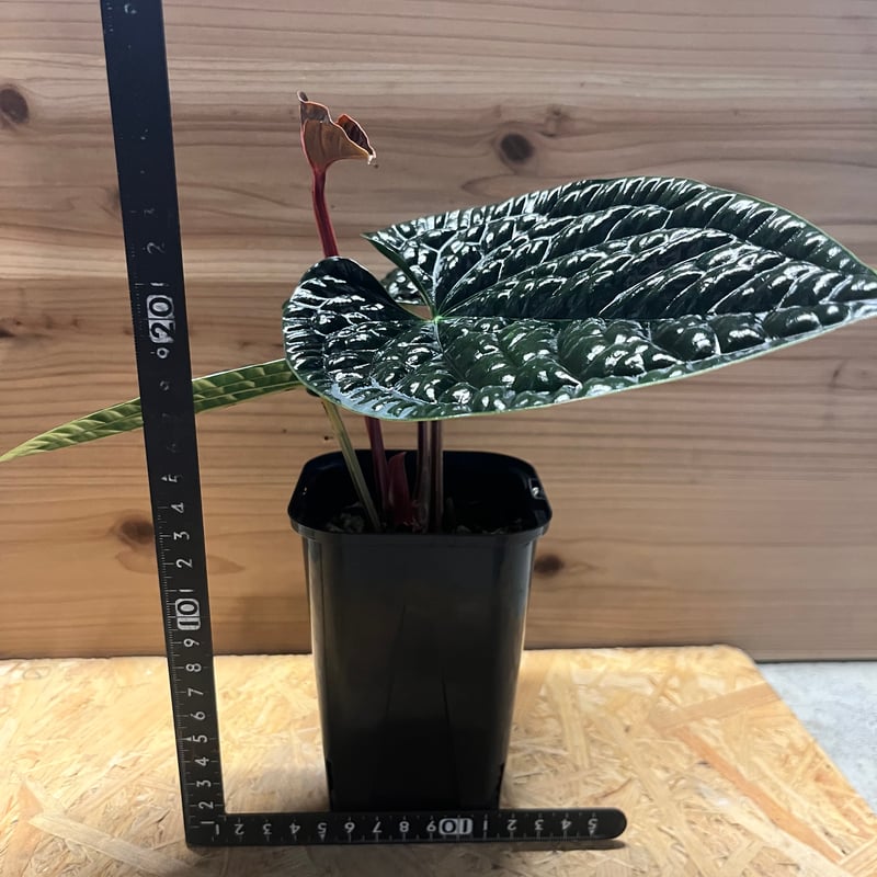 アンスリウム ルクスリアンス 'ブラック' | GREEN LUCK