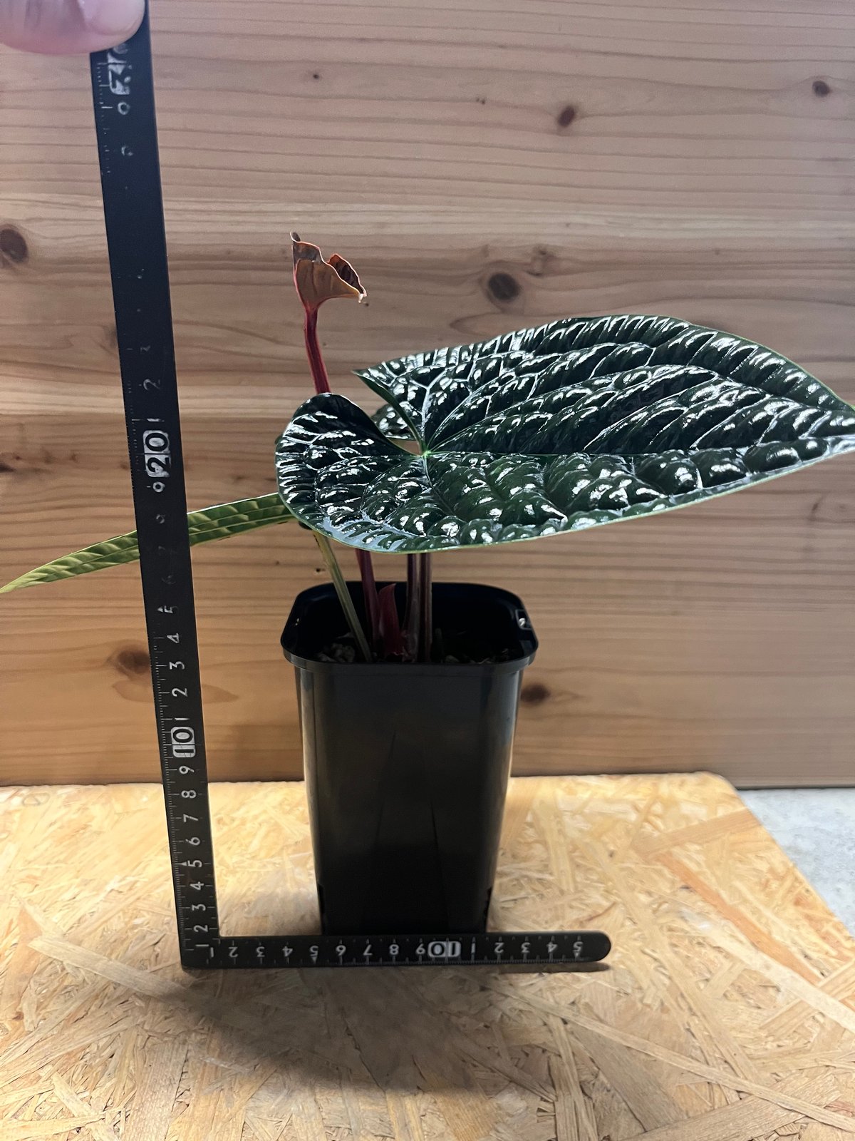 アンスリウム ルクスリアンス 'ブラック' | GREEN LUCK