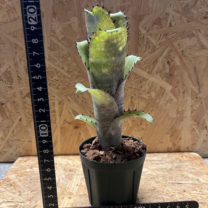 ビルベルギア カハカイ | GREEN LUCK