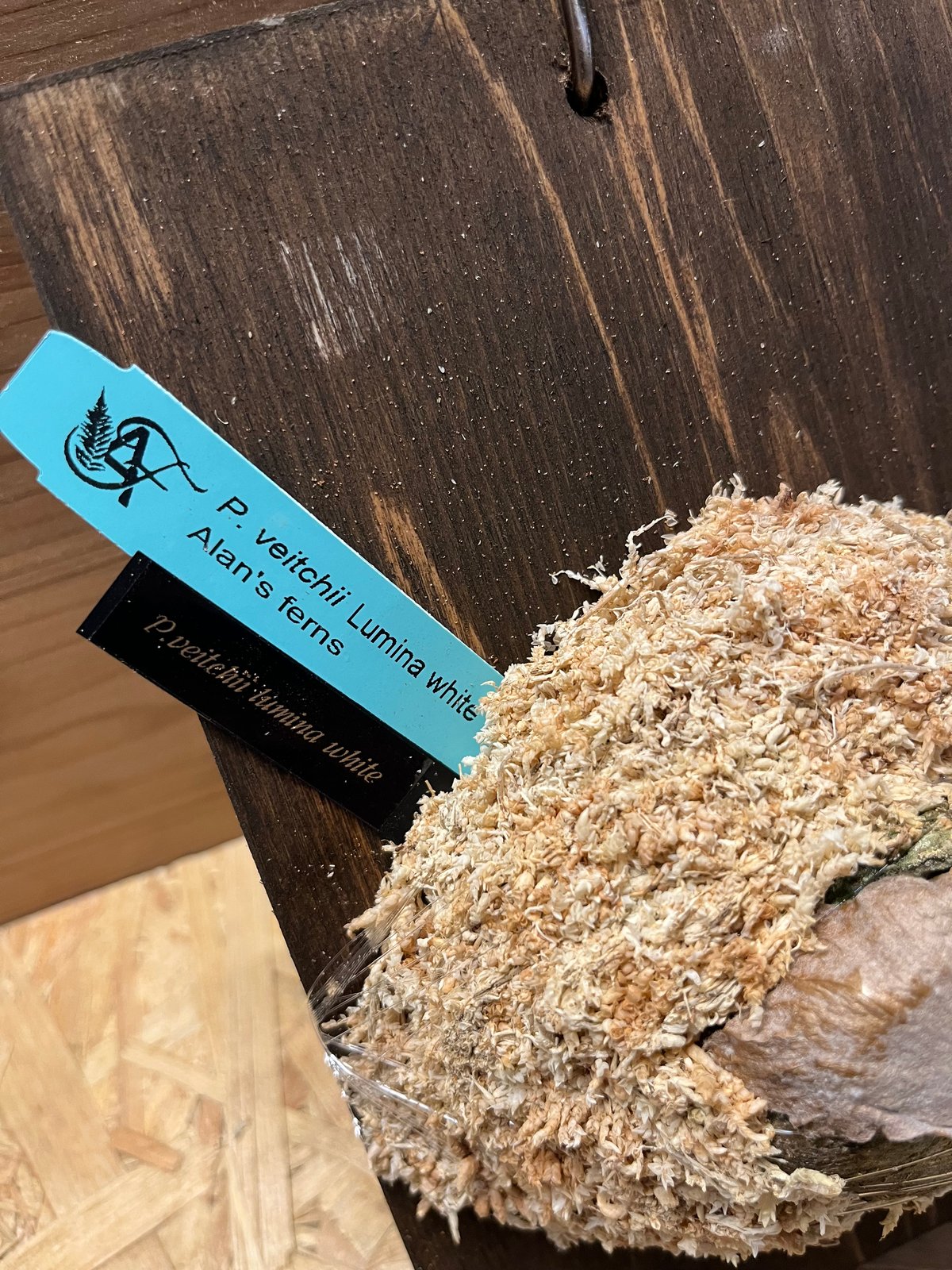 ビカクシダ ベイチー ルミナホワイト | GREEN LUCK