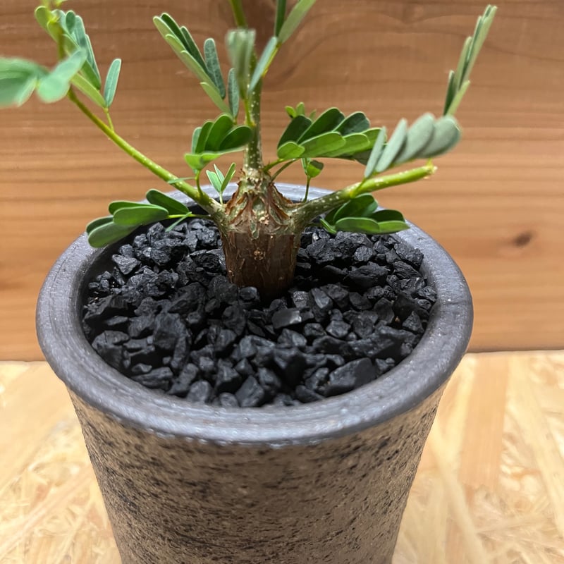 センナ メリディオナリス 現地株発根済 かみ山陶器鉢付き CATEGORY センナ