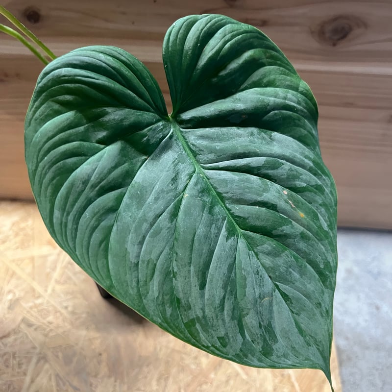 フィロデンドロン マジェスティック | GREEN LUCK