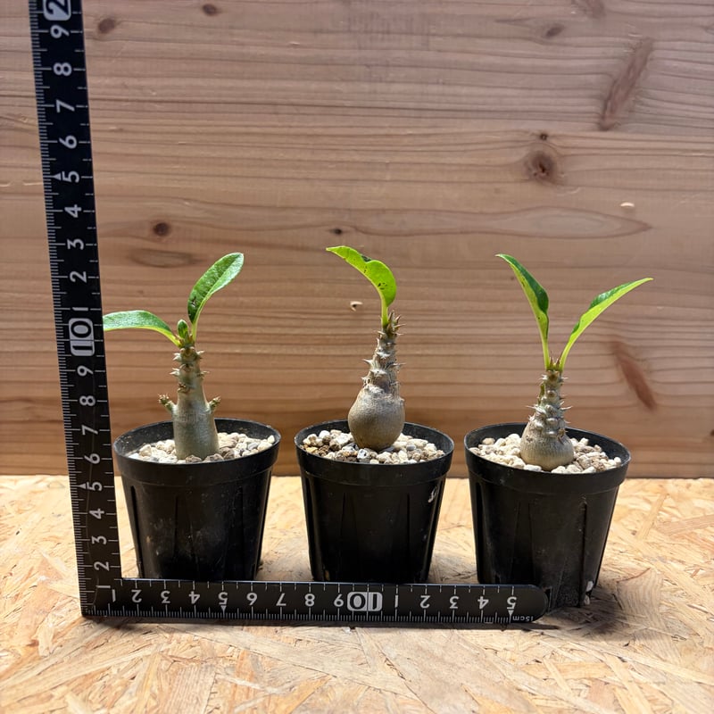 パキポディウム　ウィンゾリー　7年株　鉢のまま発送 パキポディウム ウィンゾリー×伝市鉢 | GREEN LUCK