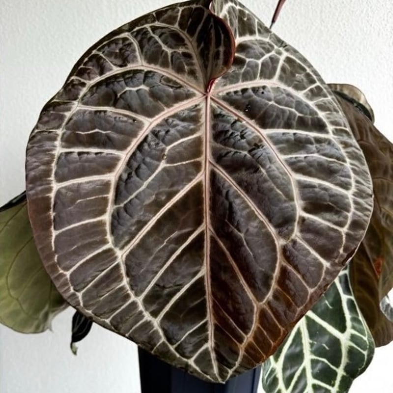 アンスリウム レッドクリスタル セルフ | GREEN LUCK