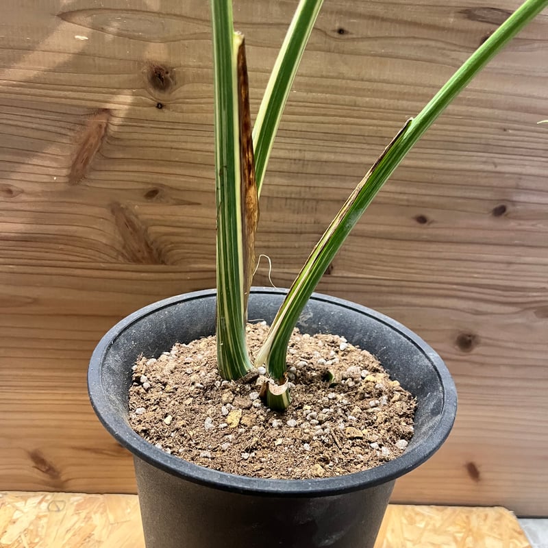 モンステラ デリシオーサ 'タイコンステレーション セレクト' | GREEN LUCK