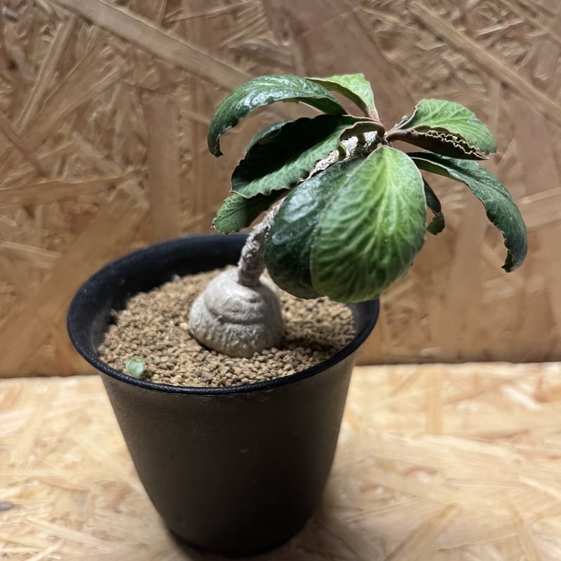 ユーフォルビア　アンボボンベンシス　塊根植物 Euphorbia ambovombensis【ユーフォルビア・アンボボンベンシス