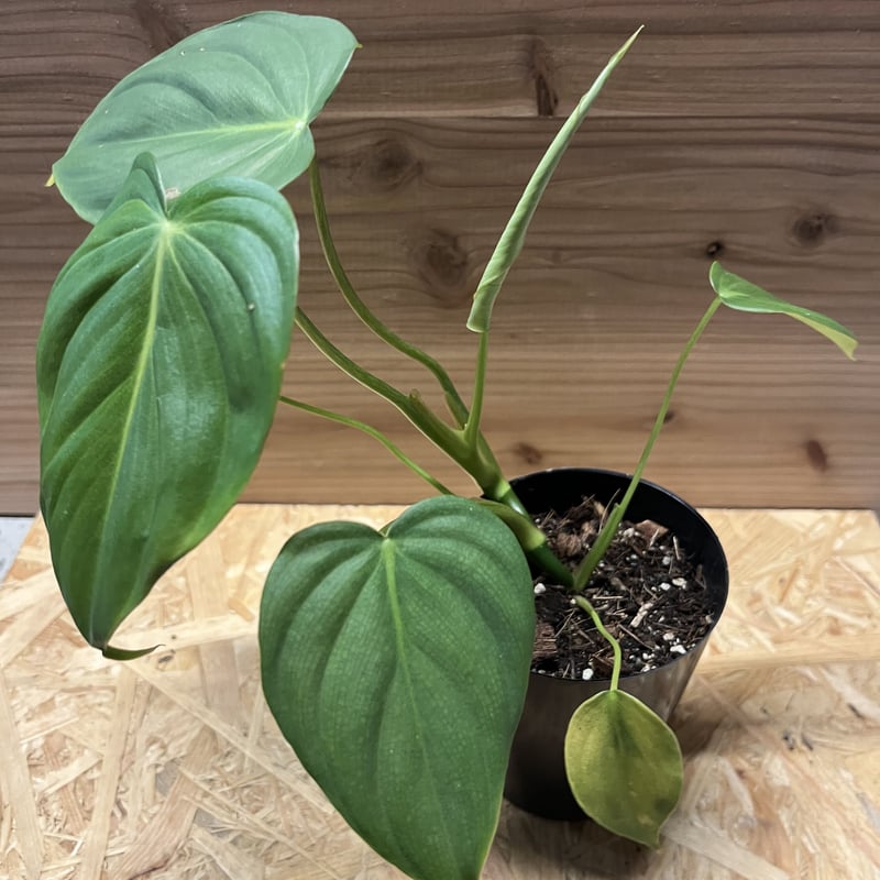 フィロデンドロン ディーンマクドウェル | GREEN LUCK