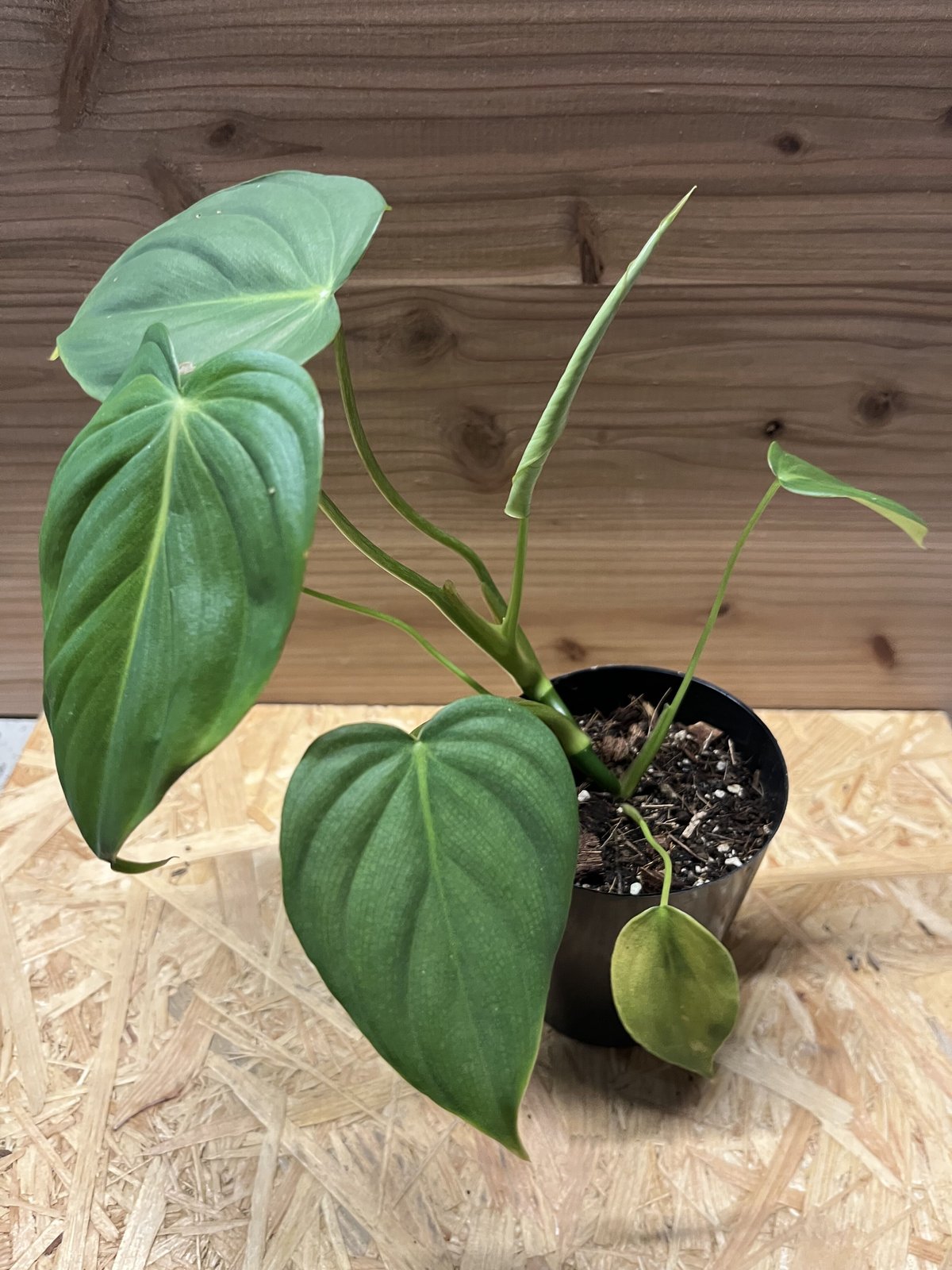 フィロデンドロン ディーンマクドウェル | GREEN LUCK