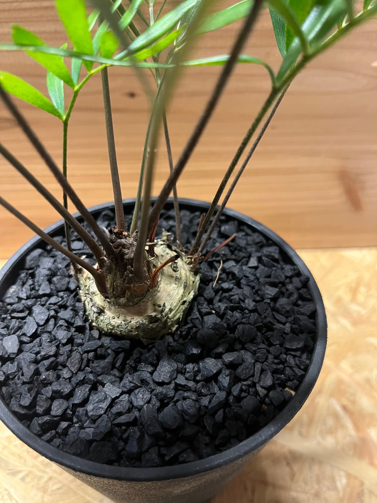 ザミア フロリダーナ | GREEN LUCK