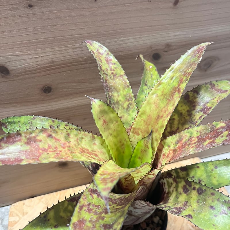 エクメア オーランディアナ 'レインボー' | GREEN LUCK