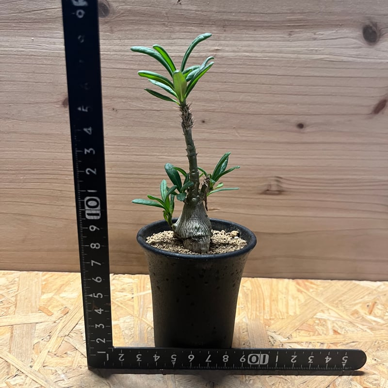 パキポディウム サキュレンタム | GREEN LUCK