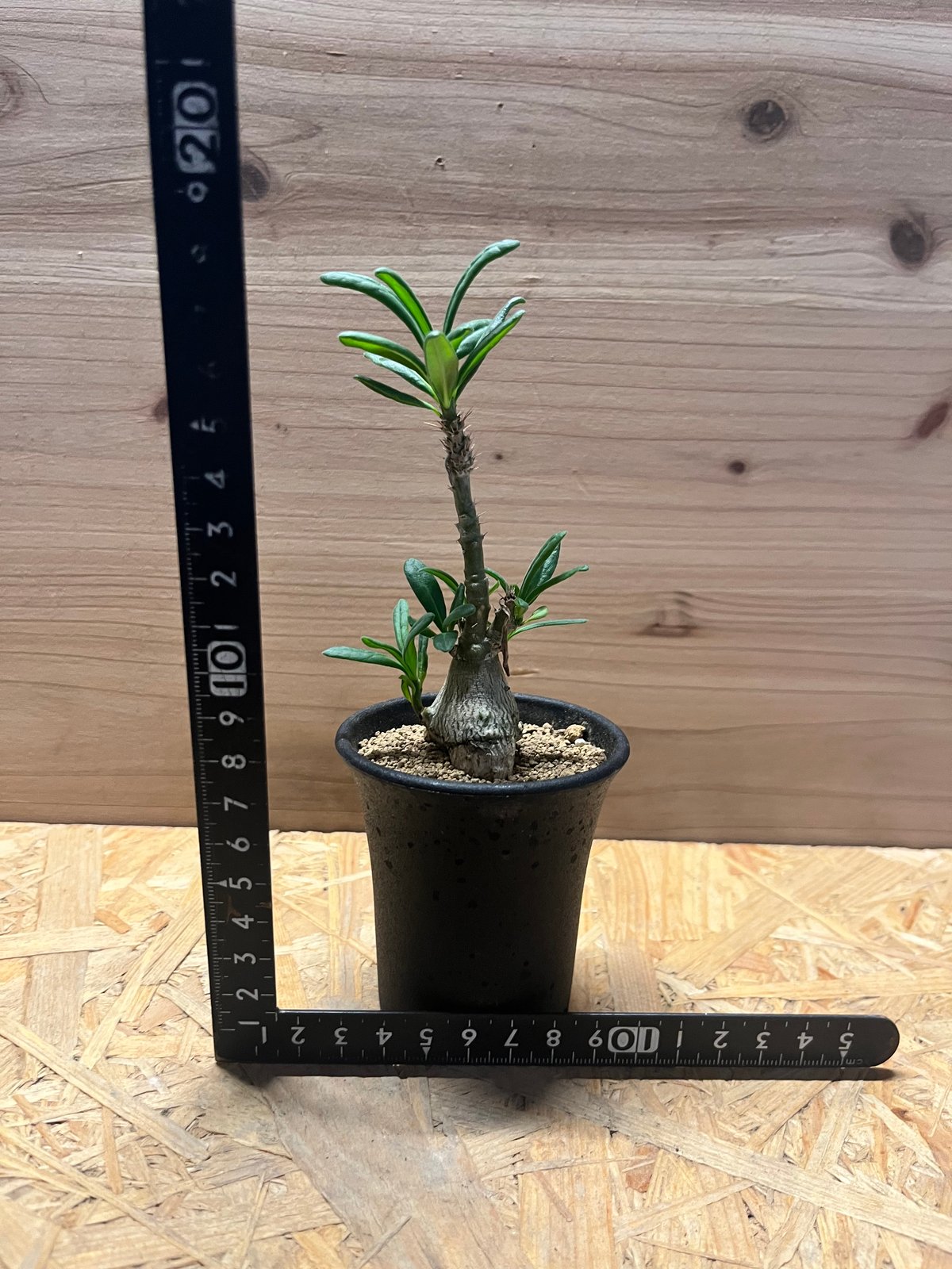 パキポディウム サキュレンタム | GREEN LUCK