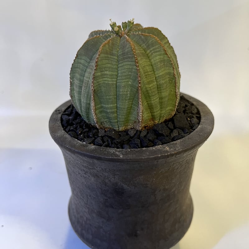 ユーフォルビア オベサ×土京鉢 | GREEN LUCK