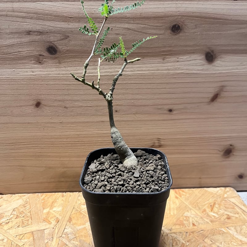 オペルクリカリア ヒファエノイデス | GREEN LUCK