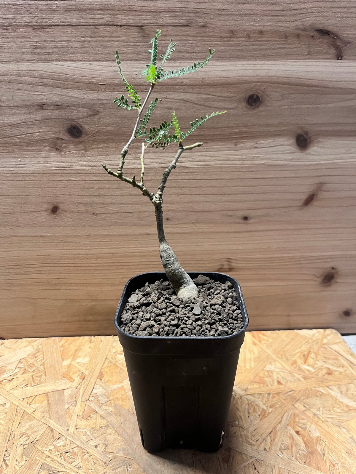 オペルクリカリア ヒファエノイデス | GREEN LUCK