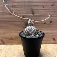 ブーファン ハエマンソイデス | GREEN LUCK