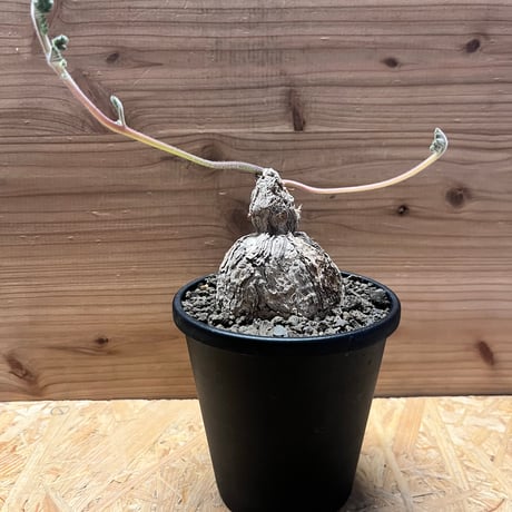 ペラルゴニウムトリステ | STORES