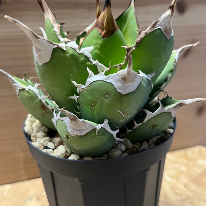 アガベ チタノタ オアハカ | GREEN LUCK