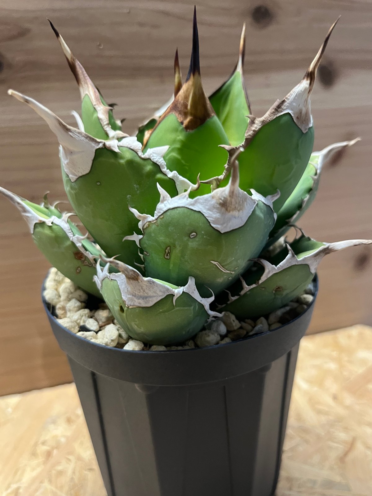 アガベ チタノタ オアハカ | GREEN LUCK