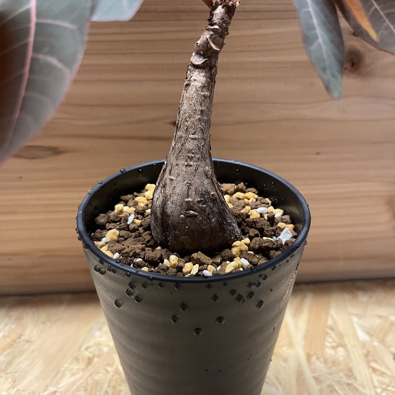 フィランサス ミラビリス | GREEN LUCK