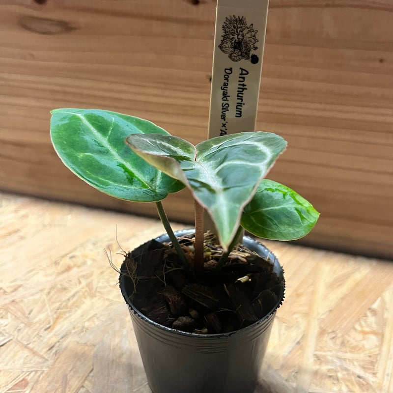 アンスリウム ドラヤキシルバー×エンジェルズドリーム×レッド