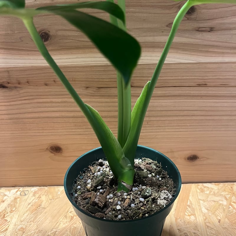 モンステラ デリシオーサ 実生 癖あり | GREEN LUCK