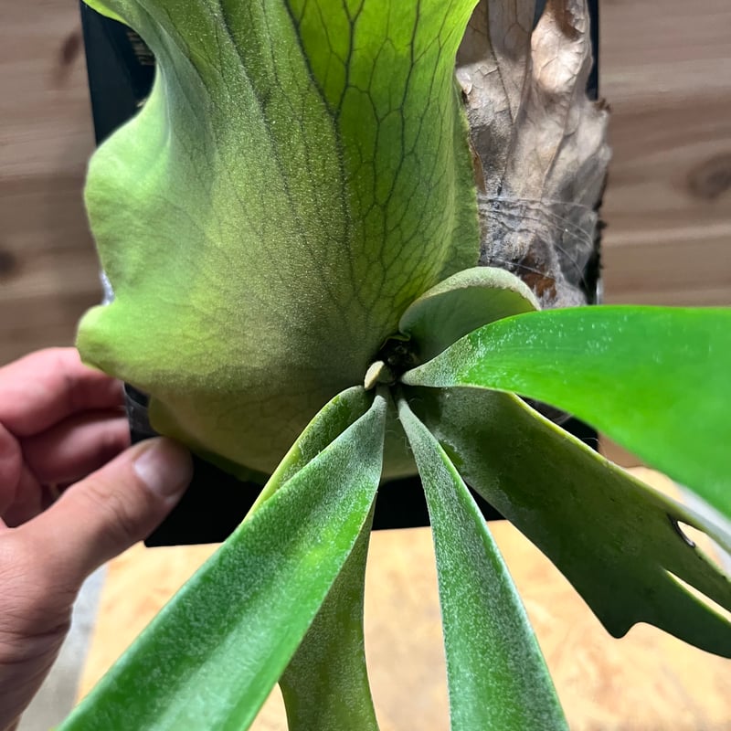 ビカクシダ P. willinckii wild P.Willinckii Wild Cat 【artPLANTs】ビカクシダ/Platycerium